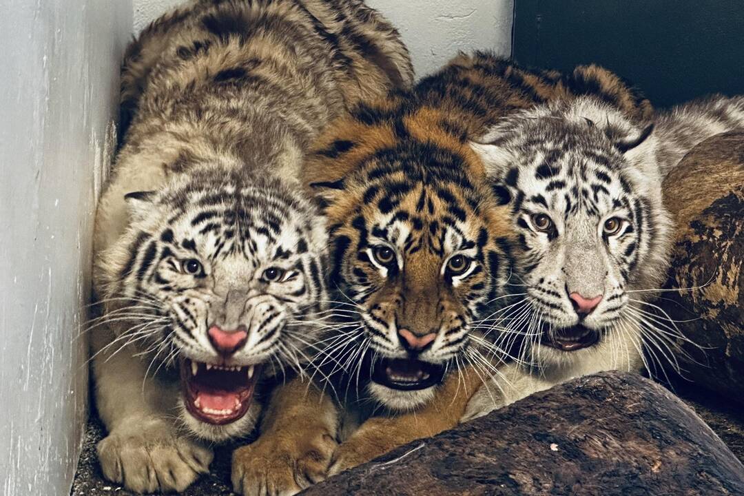 FOTO: Muž neďaleko Trenčína napriek zákazu choval tigre. Mladé šelmy skončili v bojnickej zoo, foto 4