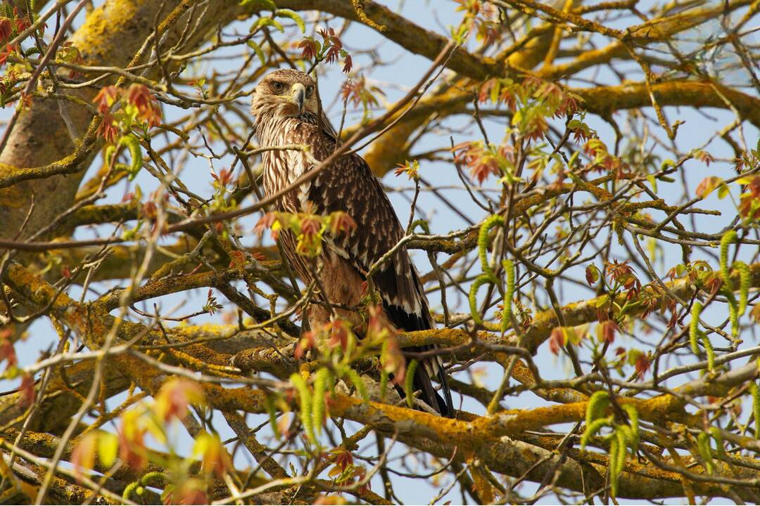 FOTO: Otrávený dravec dostal vďaka záchranárom druhú šancu na život, foto 1