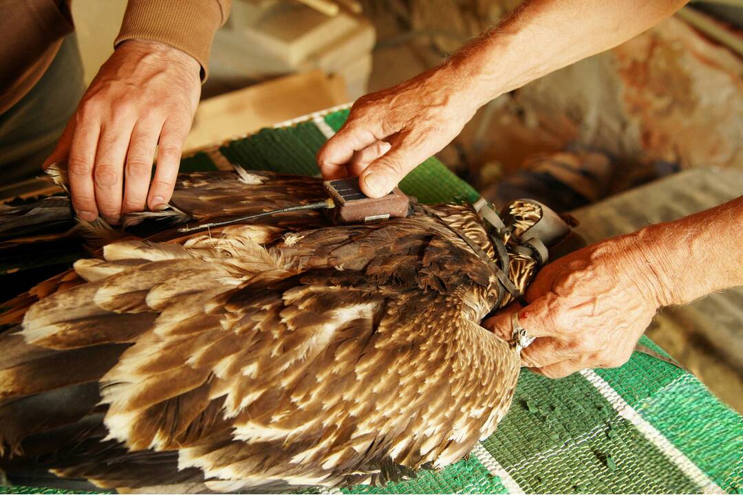 FOTO: Otrávený dravec dostal vďaka záchranárom druhú šancu na život, foto 2
