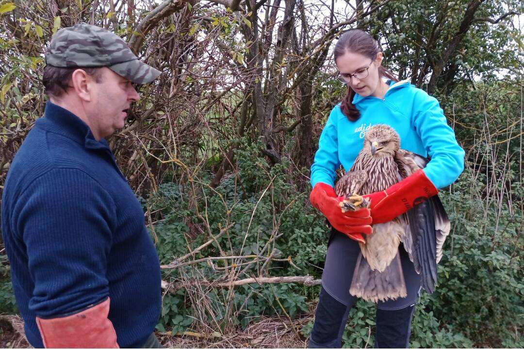 FOTO: Otrávený dravec dostal vďaka záchranárom druhú šancu na život, foto 3