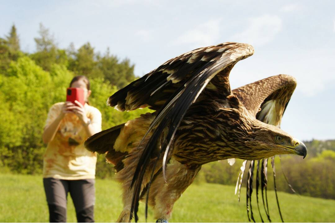 FOTO: Otrávený dravec dostal vďaka záchranárom druhú šancu na život, foto 4