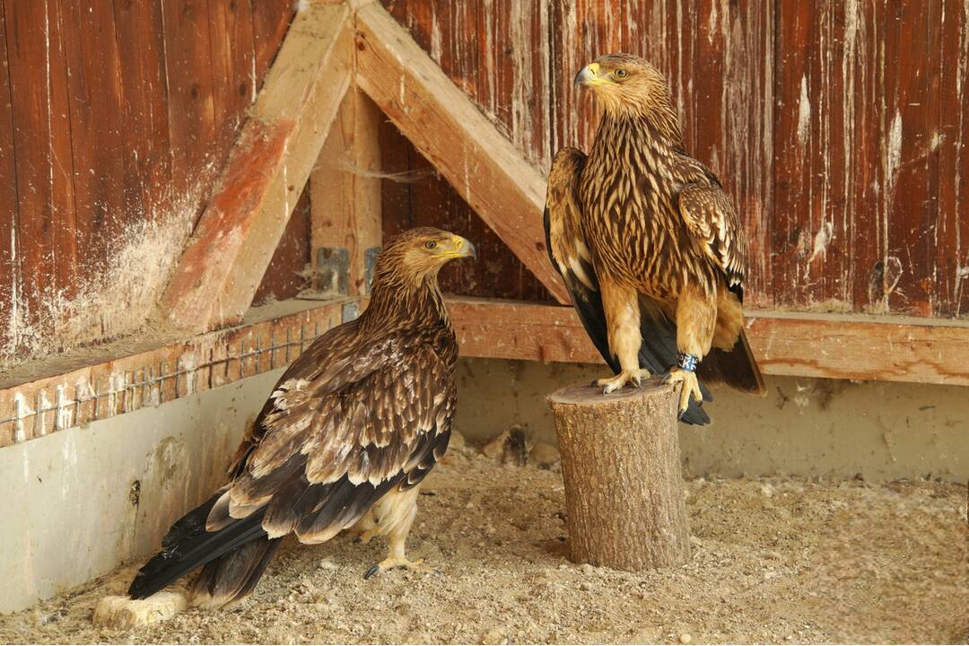 FOTO: Otrávený dravec dostal vďaka záchranárom druhú šancu na život, foto 5