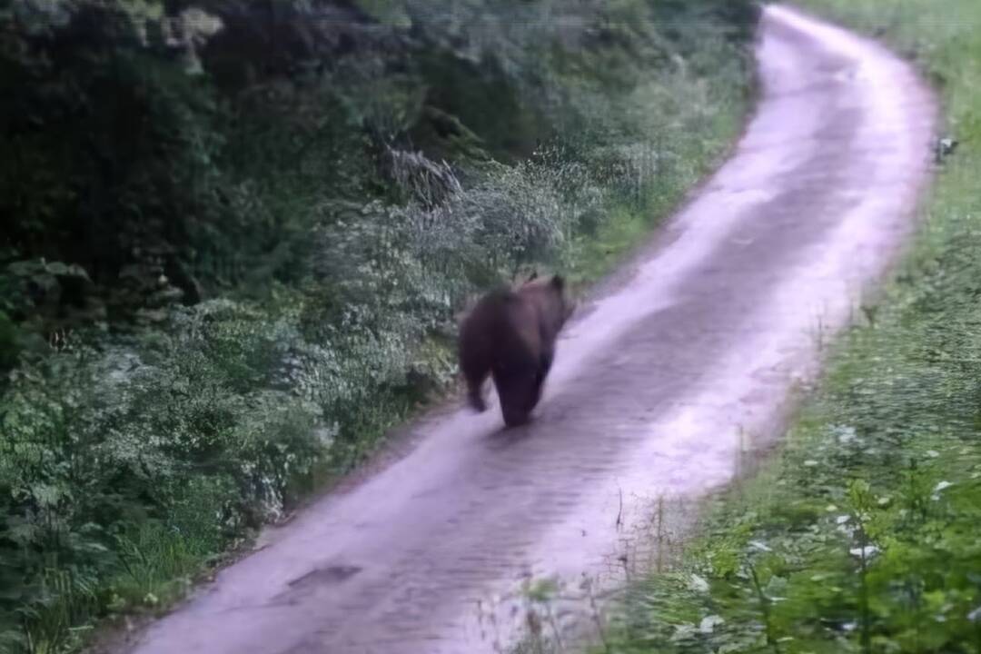 FOTO: Medveď hnedý videný nad obcou Košeca v okrese Ilava, foto 2