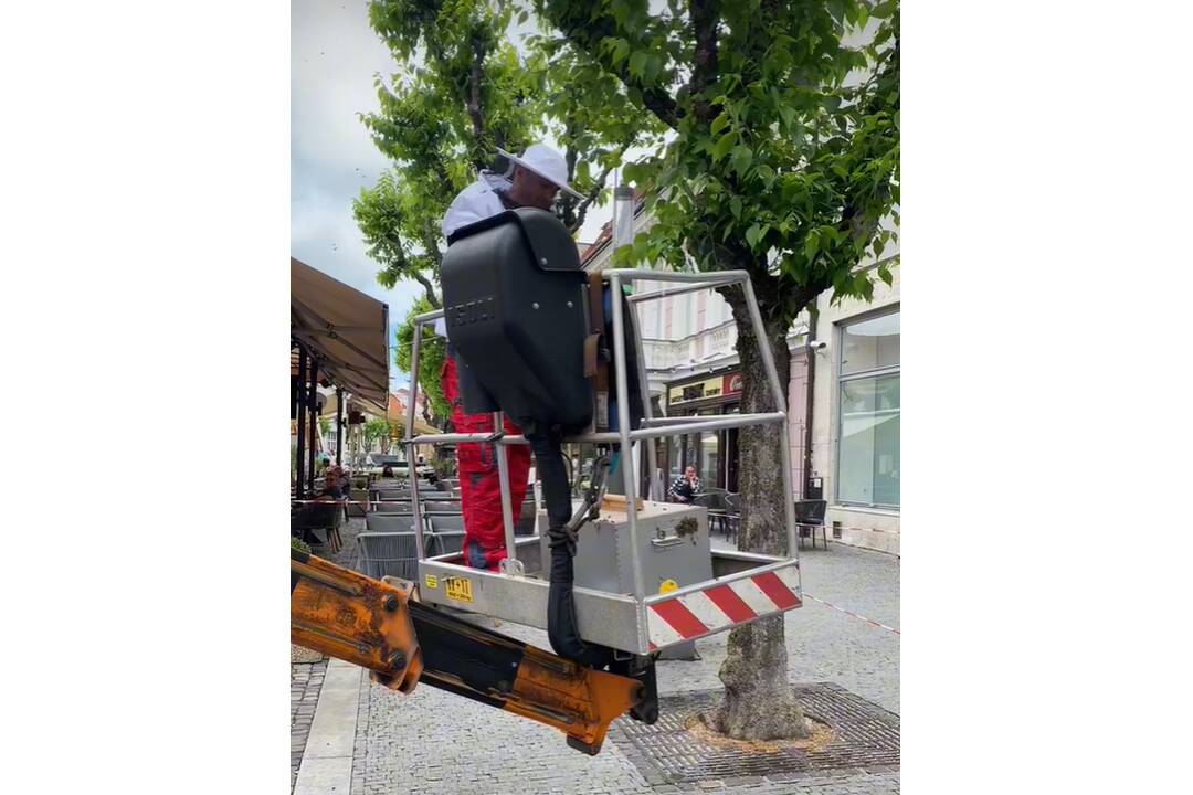 FOTO: Odchyt včiel z Mierového námestia, foto 2