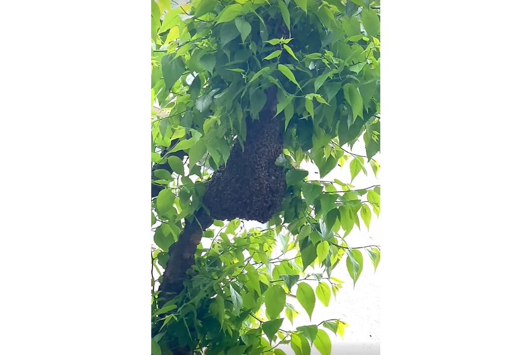 FOTO: Odchyt včiel z Mierového námestia, foto 3