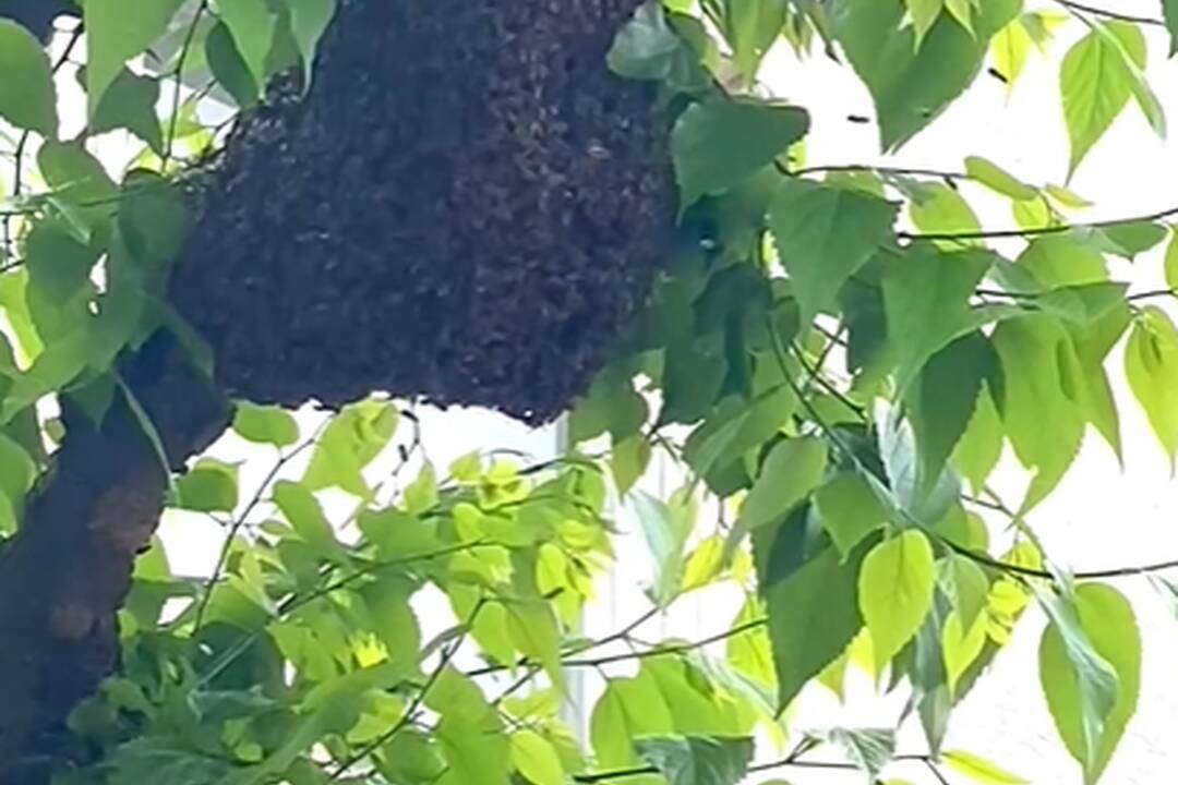 FOTO: Odchyt včiel z Mierového námestia, foto 4