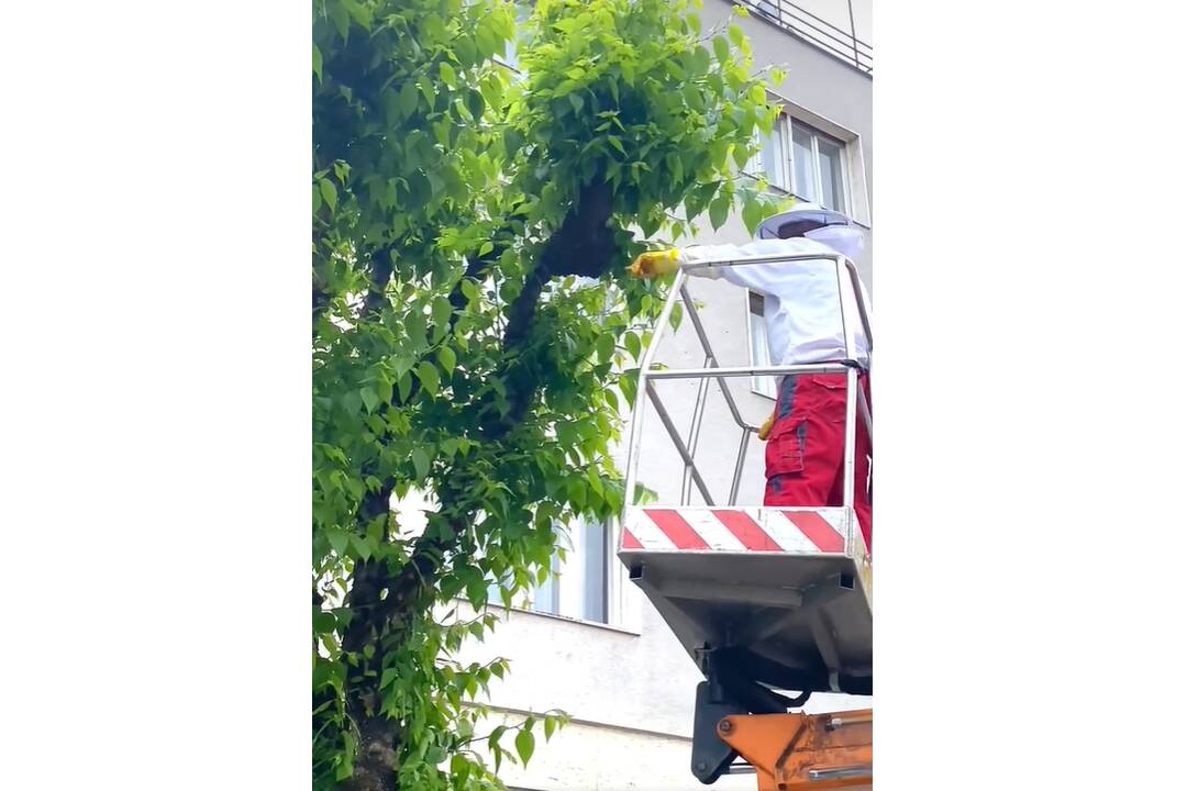 FOTO: Odchyt včiel z Mierového námestia, foto 5