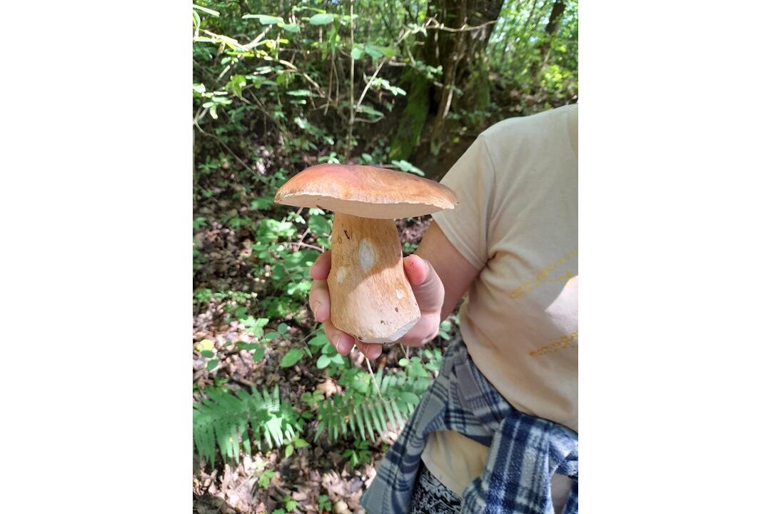 FOTO: Hubári z Trenčianskeho kraja sa podelili o svoje úlovky. Našli modráky, sírovce, kuriatka, ale aj dubáky, foto 1