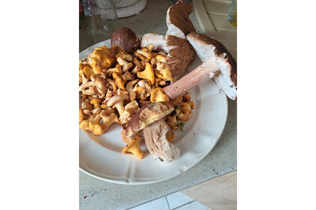 FOTO: Hubári z Trenčianskeho kraja sa podelili o svoje úlovky. Našli modráky, sírovce, kuriatka, ale aj dubáky, foto 2