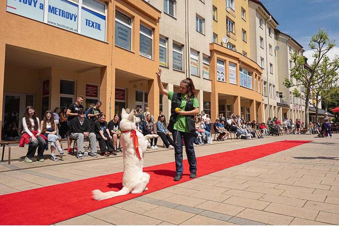 FOTO: Módna prehliadka v Púchove zaplnila pešiu zónu. Študenti prezentovali vlastnoručne ušité modely, foto 11