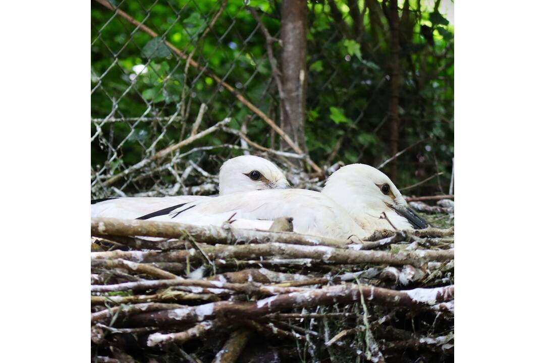 FOTO: Hendikepovaným bocianom sa v bojnickej zoo vyliahli mláďatá. Po minuloročnom neúspechu sa tešia z potomkov, foto 2