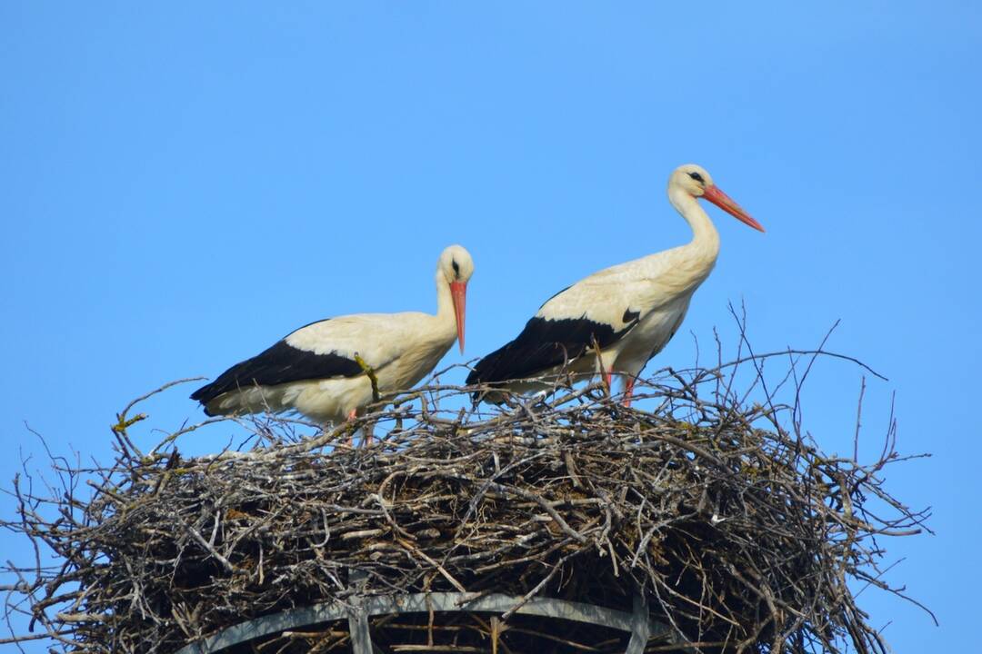FOTO: Rodinka bocianov v obci Bošáca, foto 2