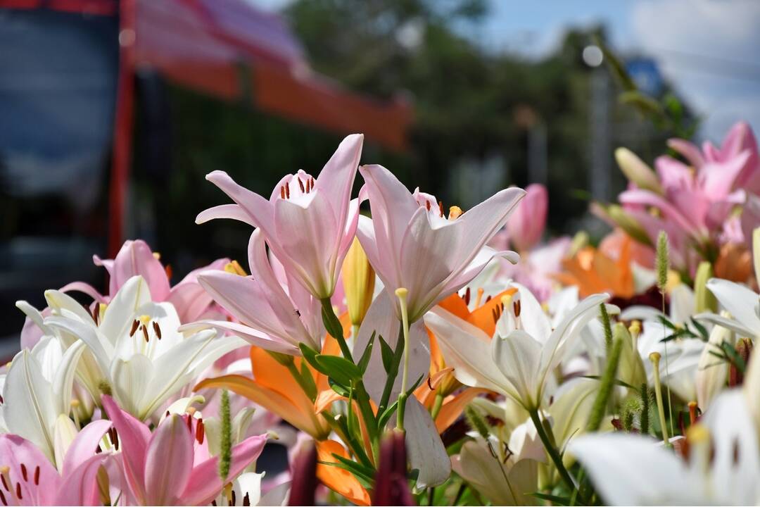 FOTO: Trenčania sa tešia z novovysadených kvetov, foto 1