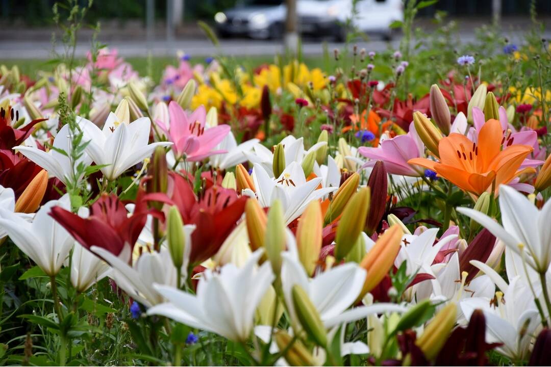FOTO: Trenčania sa tešia z novovysadených kvetov, foto 2