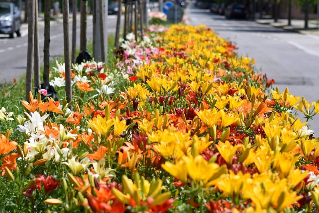 FOTO: Trenčania sa tešia z novovysadených kvetov, foto 4