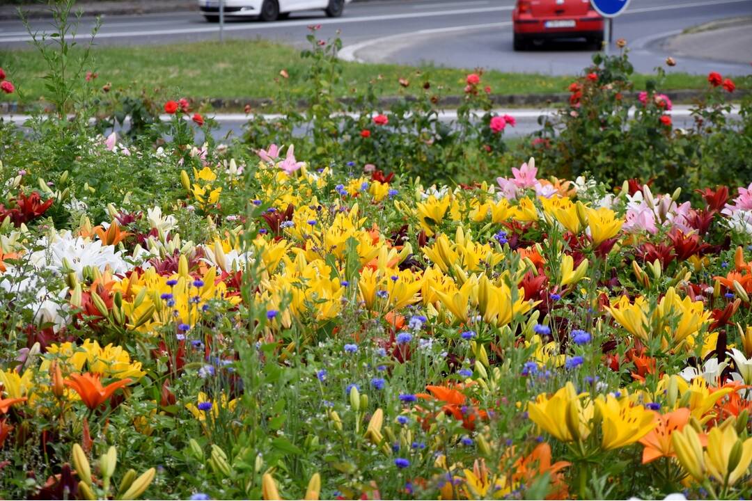 FOTO: Trenčania sa tešia z novovysadených kvetov, foto 5