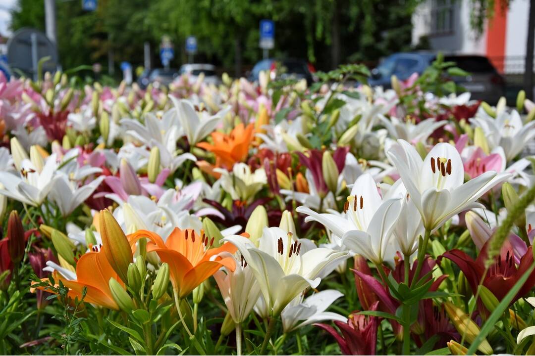 FOTO: Trenčania sa tešia z novovysadených kvetov, foto 6