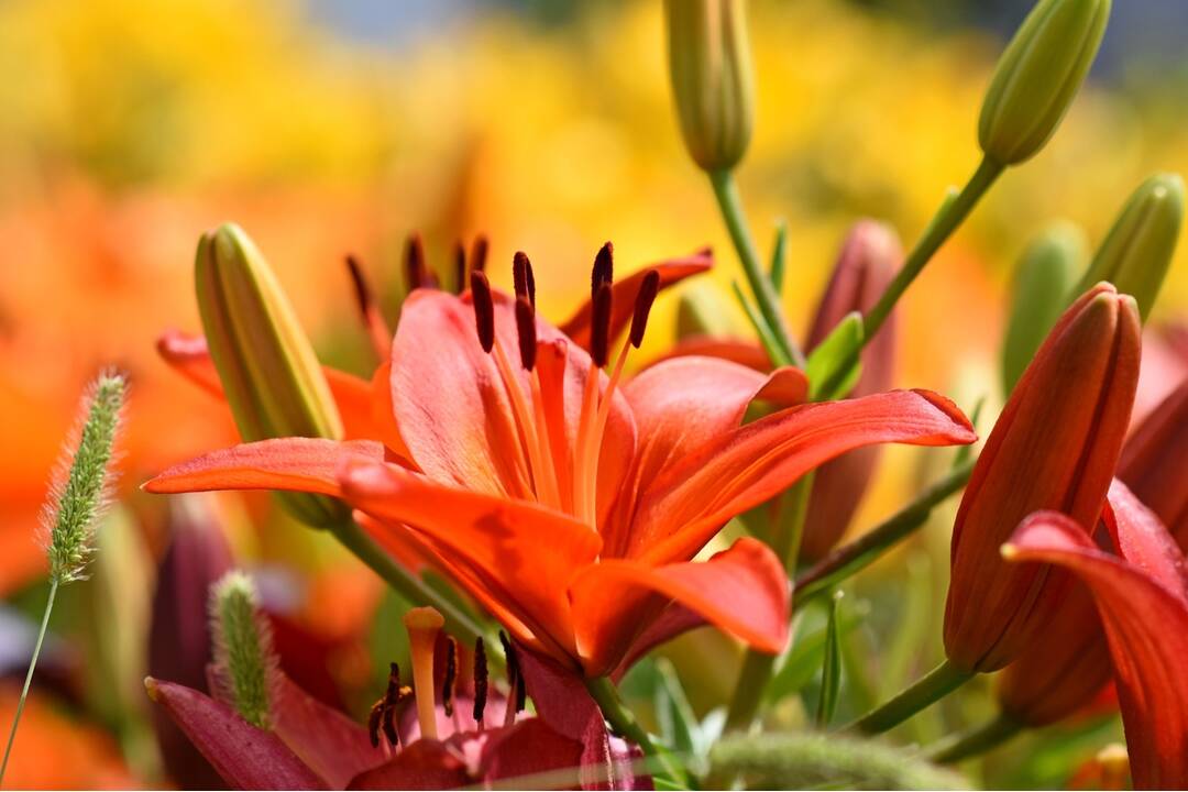 FOTO: Trenčania sa tešia z novovysadených kvetov, foto 3