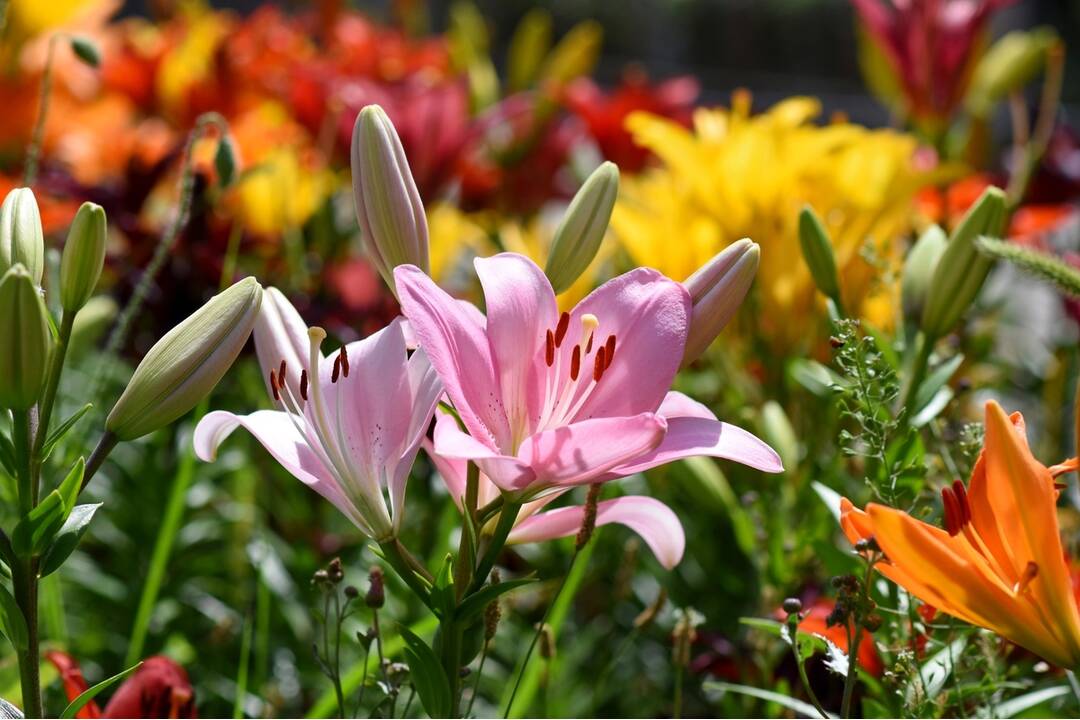 FOTO: Trenčania sa tešia z novovysadených kvetov, foto 7