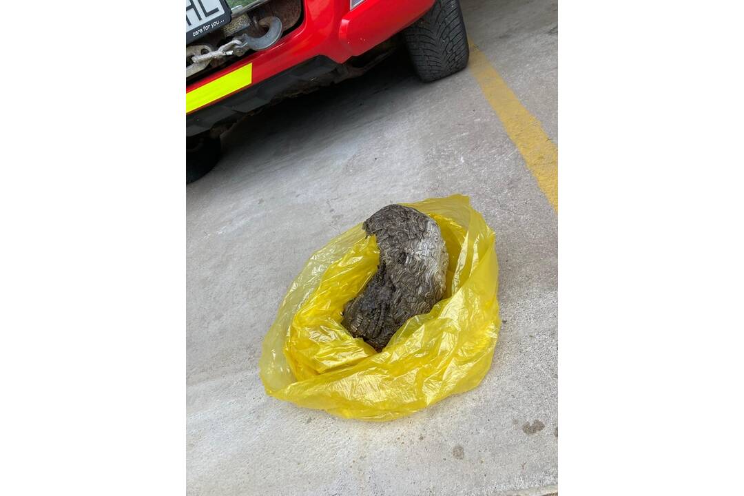 FOTO: Hasiči z Nitrianskeho Pravna vyrazili kvôli hmyzu do Malinovej, foto 4