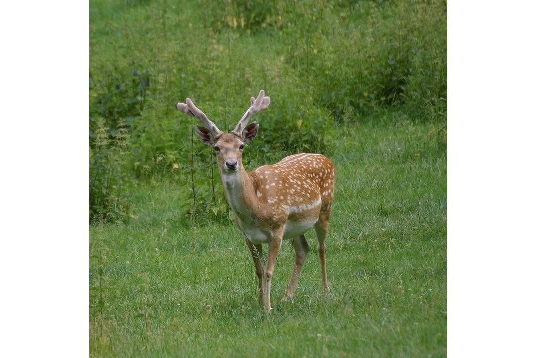 FOTO: Návštevníci nevhodným správaním zapríčinili úmrtie zvierat, foto 1