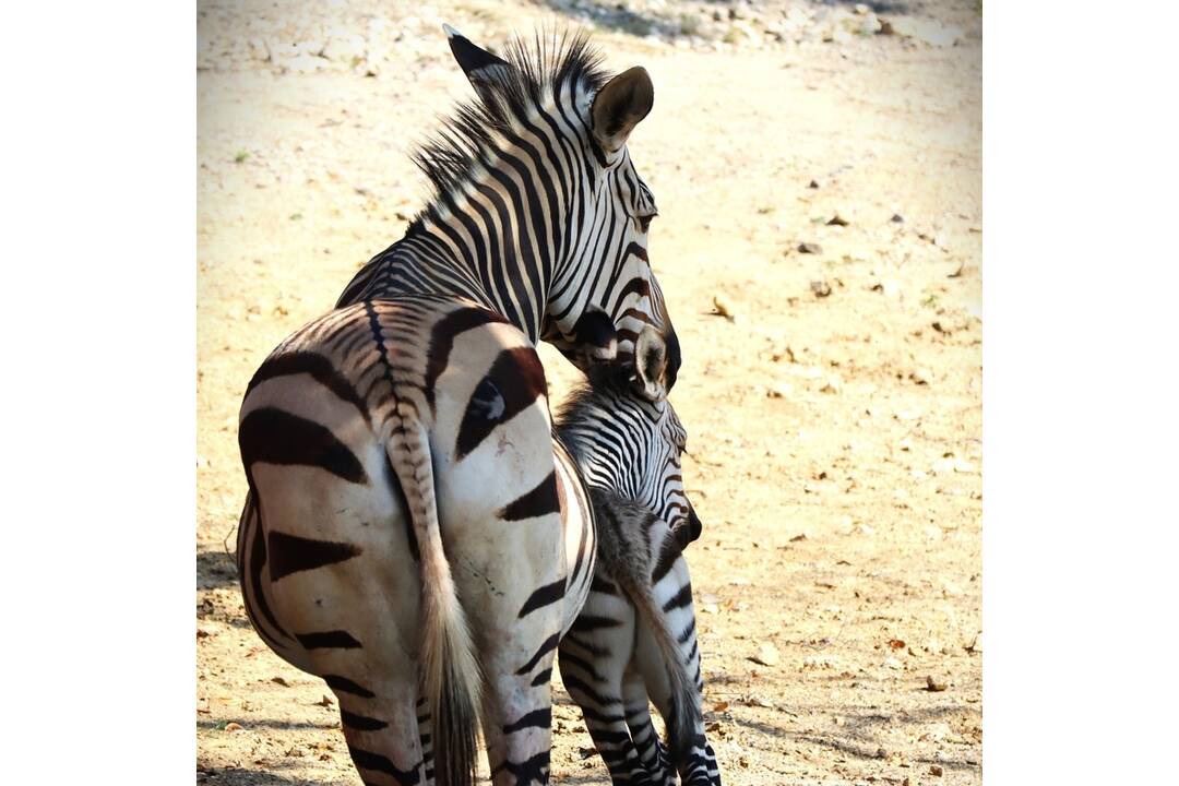 FOTO: Nové mláďatká v bojnickej zoo, foto 4