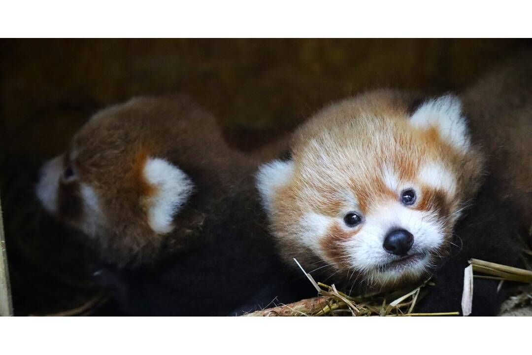 FOTO: Nové mláďatká v bojnickej zoo, foto 2