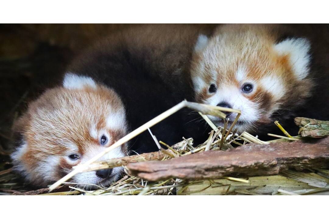 FOTO: Nové mláďatká v bojnickej zoo, foto 5