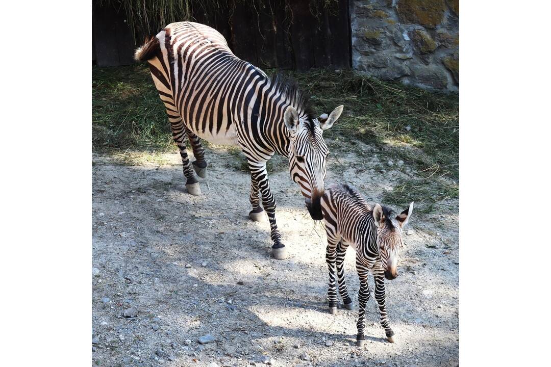 FOTO: Nové mláďatká v bojnickej zoo, foto 6
