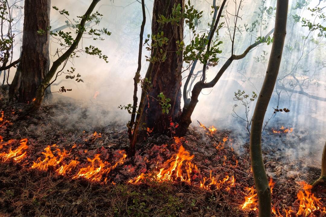 FOTO: Rýchly zásah hasičov zabránil rozšíreniu požiaru v staroturianskych letoch, foto 4