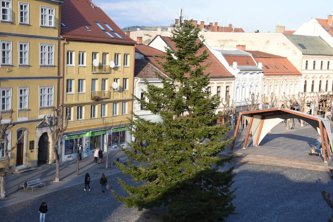 FOTO: Mesto Trenčín hľadá vhodný vianočný stromček na námestie, foto 5