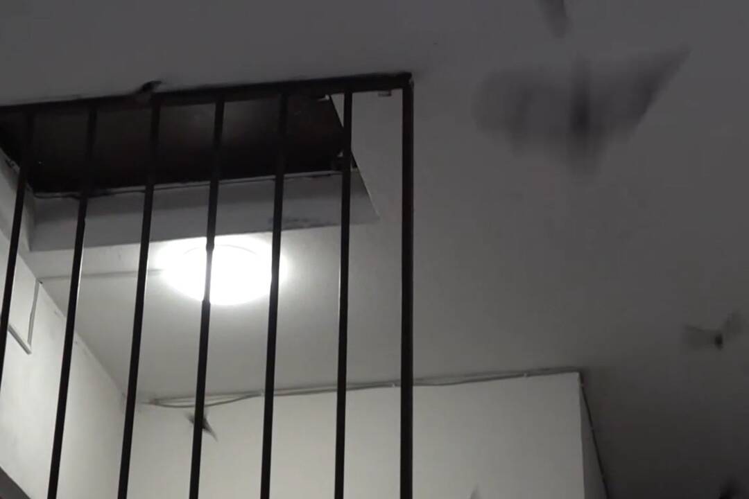 FOTO: Večernice sa usadili na piatom poschodí bytovky, foto 1