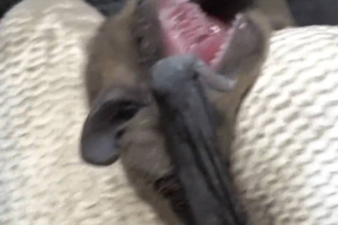 FOTO: Večernice sa usadili na piatom poschodí bytovky, foto 2