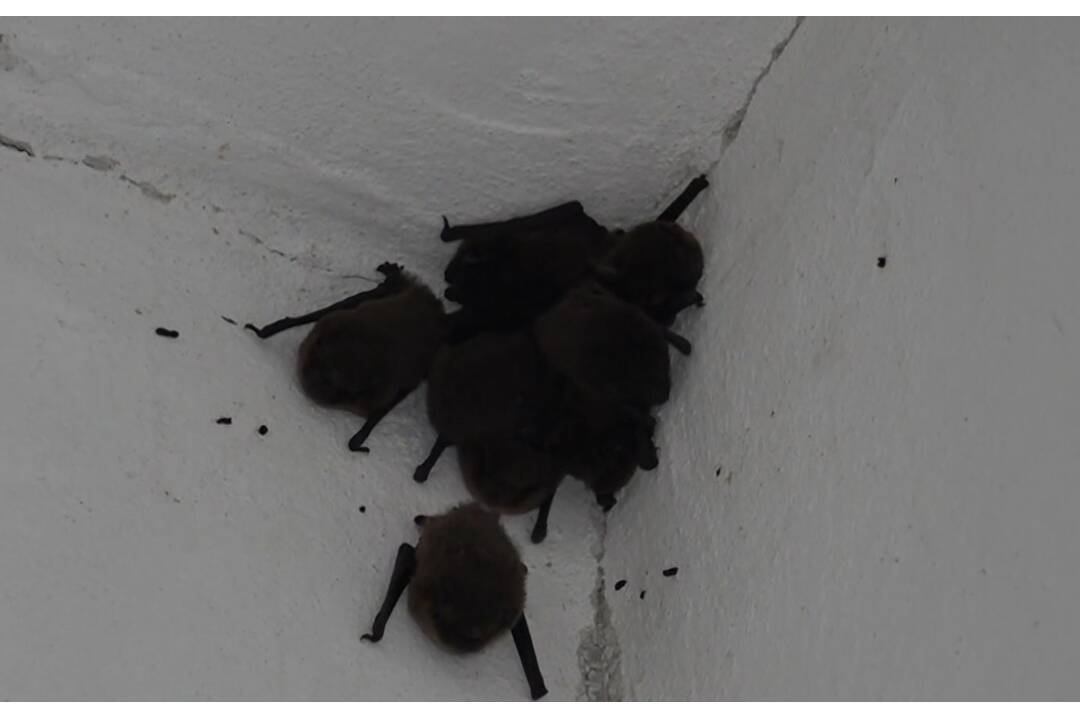 FOTO: Večernice sa usadili na piatom poschodí bytovky, foto 4