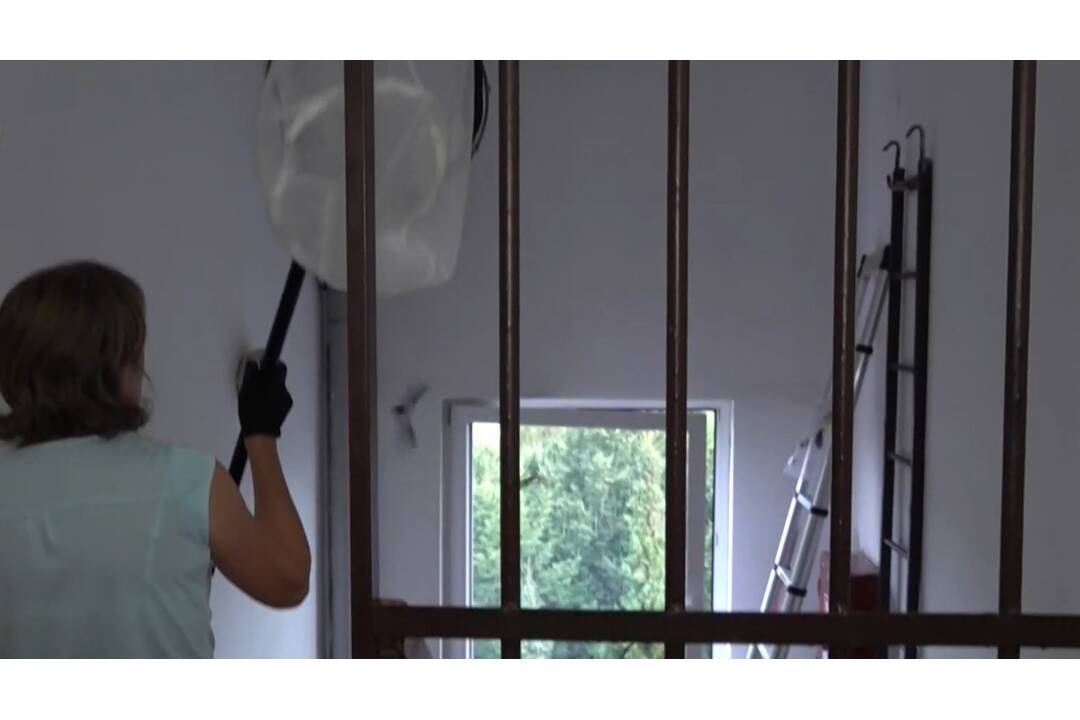 FOTO: Večernice sa usadili na piatom poschodí bytovky, foto 5