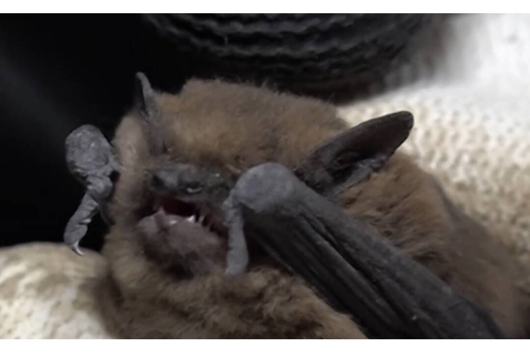 FOTO: Večernice sa usadili na piatom poschodí bytovky, foto 7