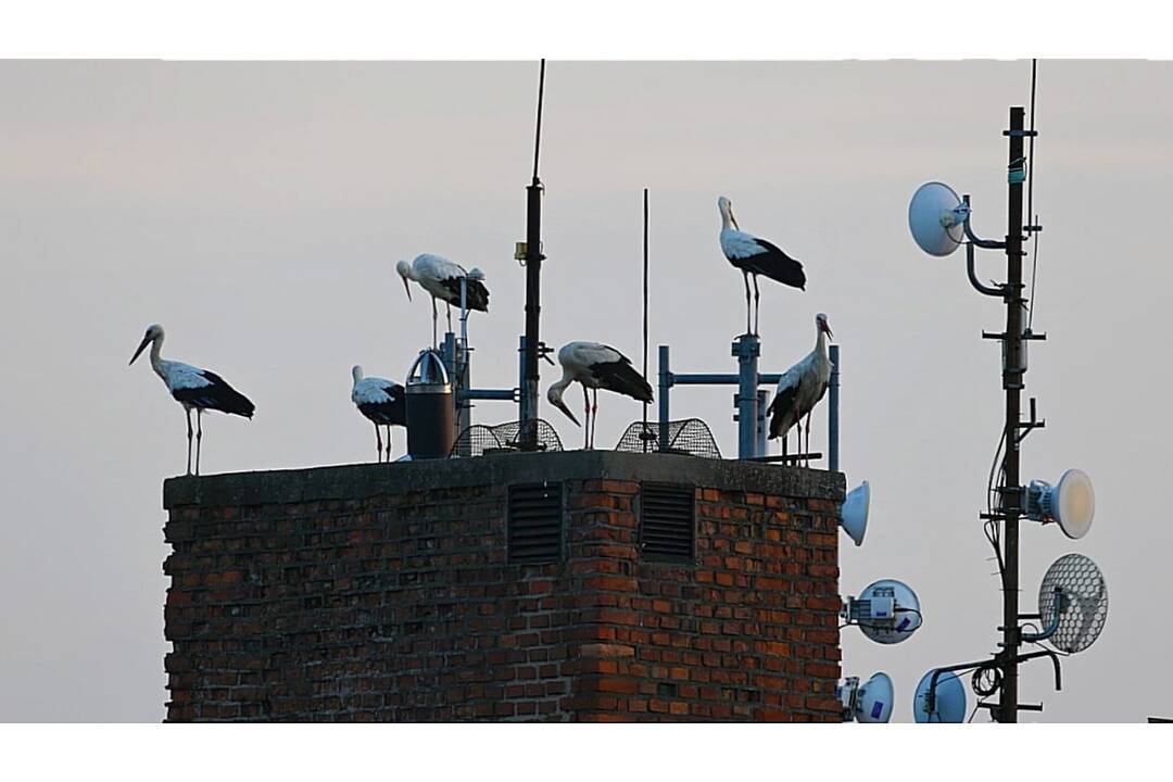 FOTO: Trenčanom sa podarilo spraviť nádherné fotografie bocianov na sídlisku , foto 5