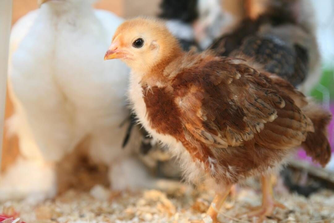 FOTO: Investor plánuje postaviť v Bošanoch výrobnú halu, foto 2