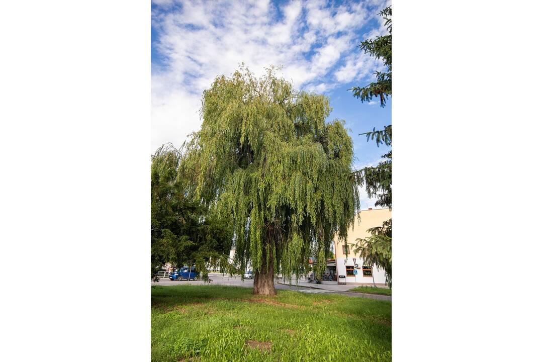 FOTO: Prievidzská vŕba stojí už takmer 130 rokov, foto 4