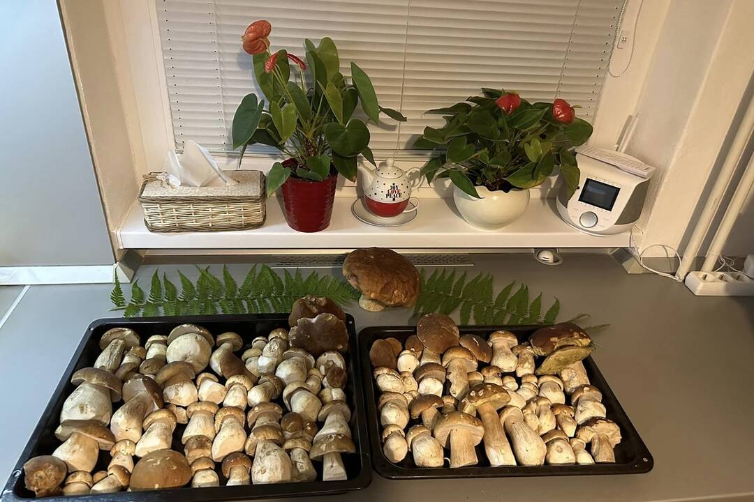 FOTO: Hubárska sezóna je v plnom prúde. Šťastlivci majú v košíkoch prvé úlovky, foto 5