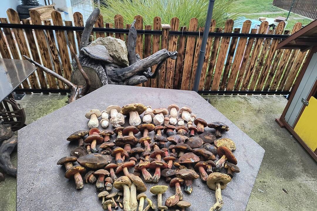 FOTO: Hubárska sezóna je v plnom prúde. Šťastlivci majú v košíkoch prvé úlovky, foto 13