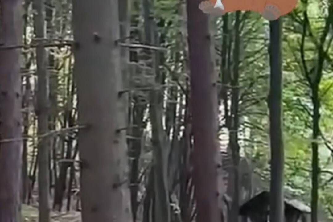 FOTO: Medveď utekal okolo chatovej oblasti v Kolačíne , foto 2