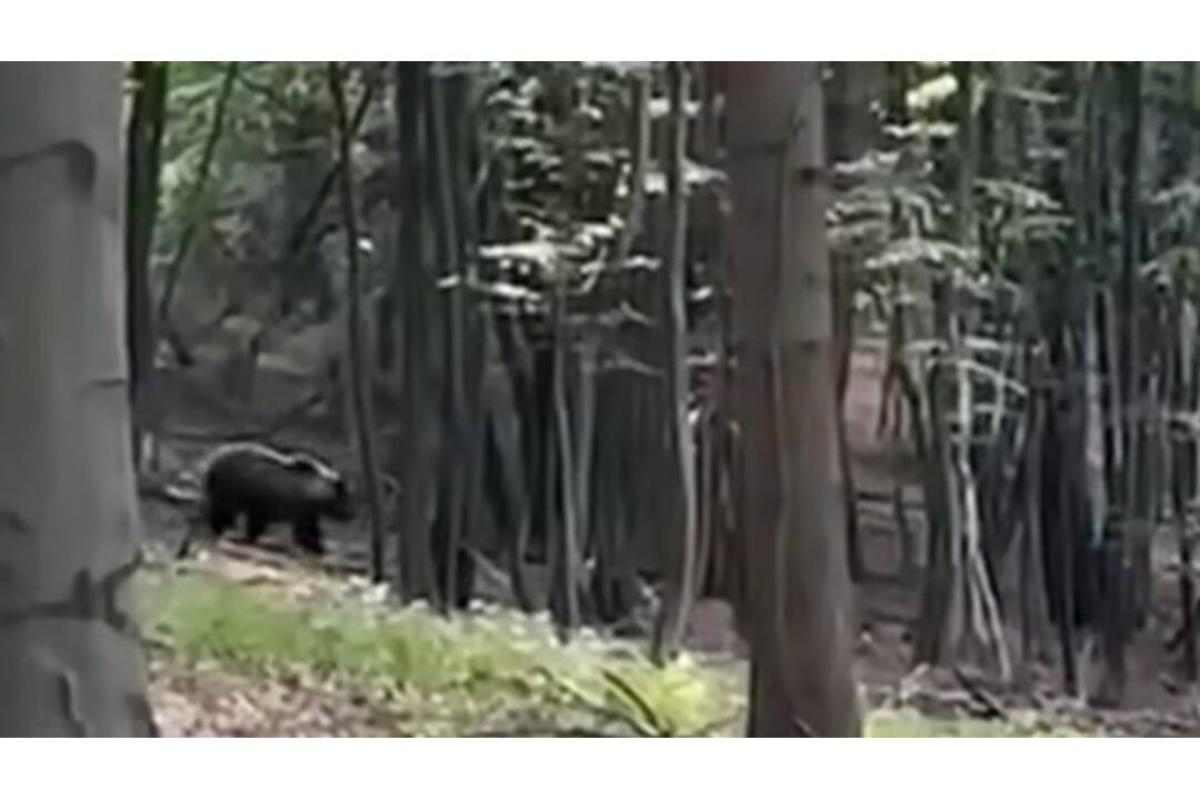 FOTO: Medveď utekal okolo chatovej oblasti v Kolačíne , foto 4
