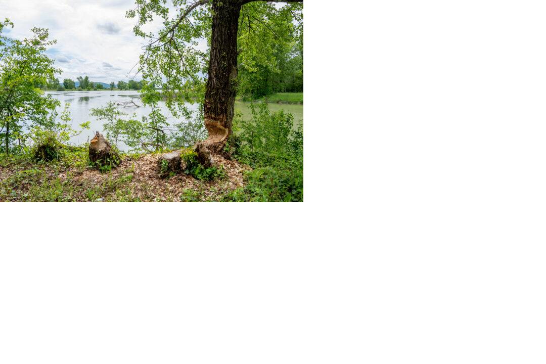 FOTO: Bobor ohryzoval stromy na sídlisku Sihoť, obyvatelia ich začali obaľovať fóliou , foto 2