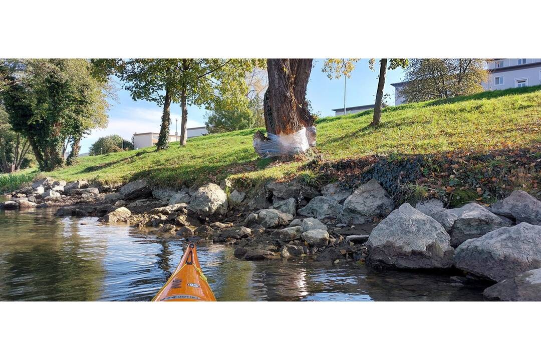 FOTO: Bobor ohryzoval stromy na sídlisku Sihoť, obyvatelia ich začali obaľovať fóliou , foto 3