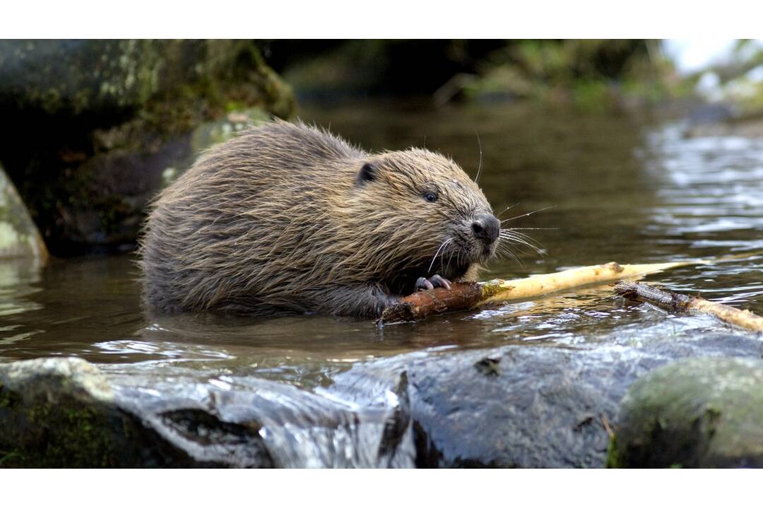 FOTO: Bobor ohryzoval stromy na sídlisku Sihoť, obyvatelia ich začali obaľovať fóliou , foto 5