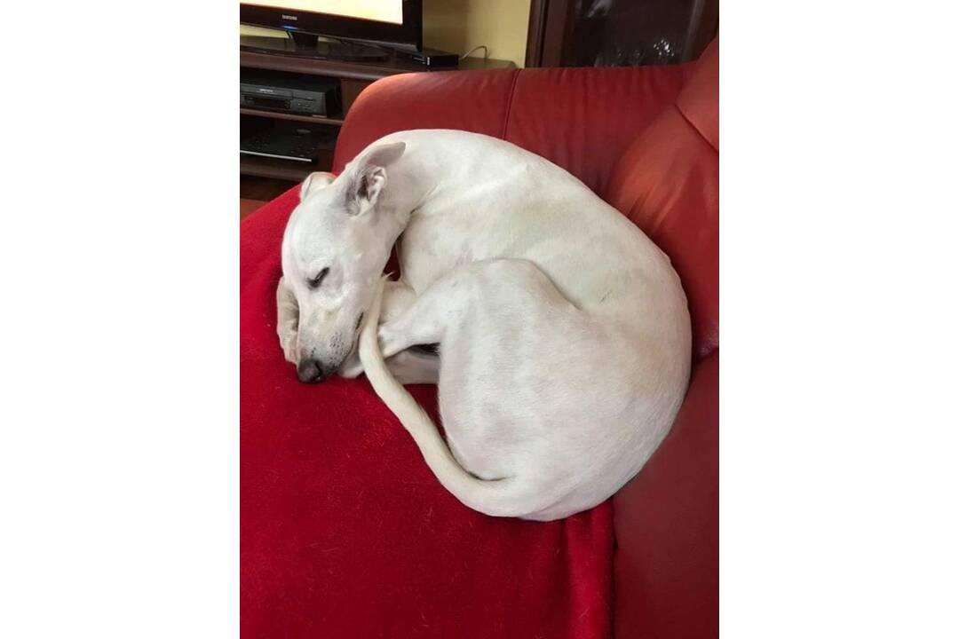 FOTO: Hľadá sa Twiggy! Naposledy ju videli v Prievidzi pri nákupnom centre Korzo, foto 2