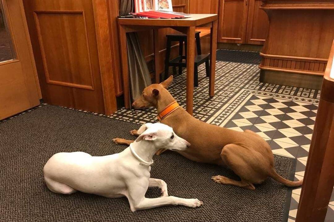 FOTO: Hľadá sa Twiggy! Naposledy ju videli v Prievidzi pri nákupnom centre Korzo, foto 3