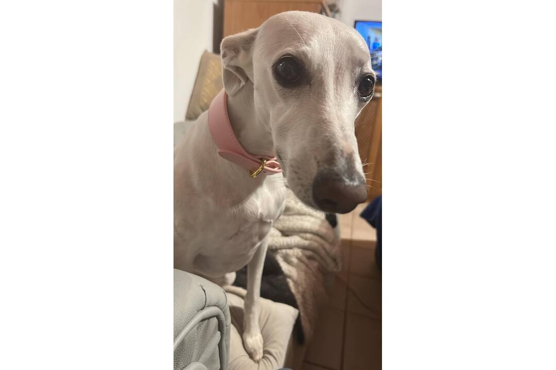 FOTO: Hľadá sa Twiggy! Naposledy ju videli v Prievidzi pri nákupnom centre Korzo, foto 4