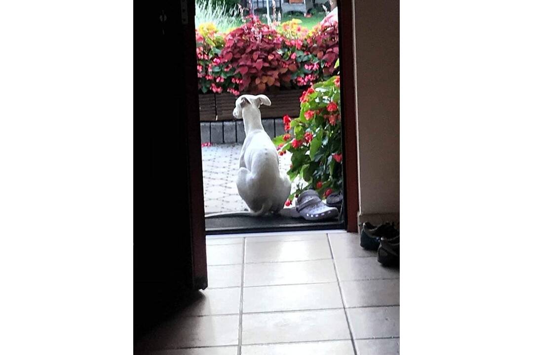 FOTO: Hľadá sa Twiggy! Naposledy ju videli v Prievidzi pri nákupnom centre Korzo, foto 5